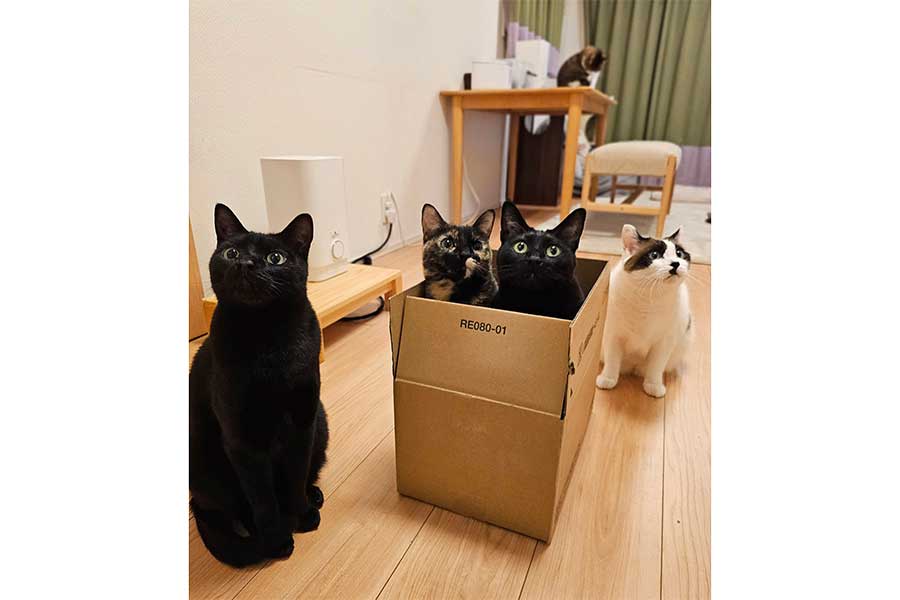 段ボールのまわりに集まるねこたち【写真提供:かりとん(@kariton28mhy25)さん】