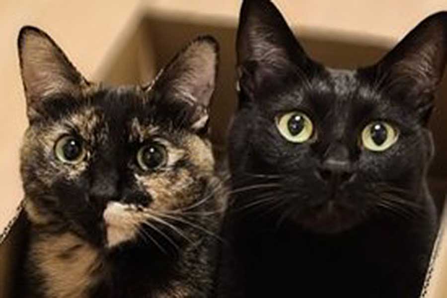 仲良く並んだ（左から）サッサちゃんとチックくん【写真提供：かりとん（@kariton28mhy25）さん】