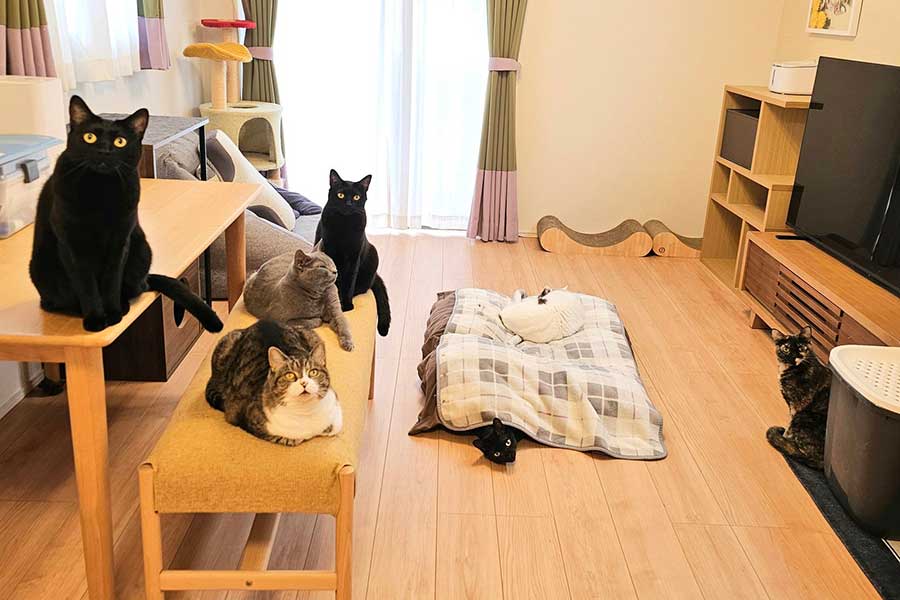 仲良く暮らす7匹のねこたち【写真提供：かりとん（@kariton28mhy25）さん】