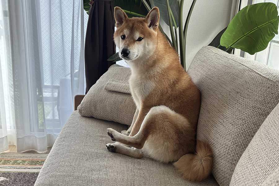 柴犬のもなかまるちゃん【写真提供：名犬もなかまる（@meikenmonaka0）さん】