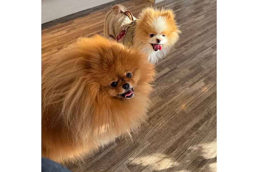 一緒に暮らす(左から)ポメ三郎くんとポメ二郎くん【写真提供:ポメラニアン(@TATA_POME)さん】