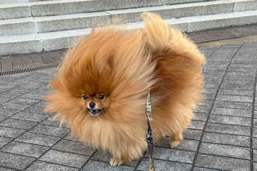 ちょっと強そうなポメ三郎くん【写真提供:ポメラニアン(@TATA_POME)さん】