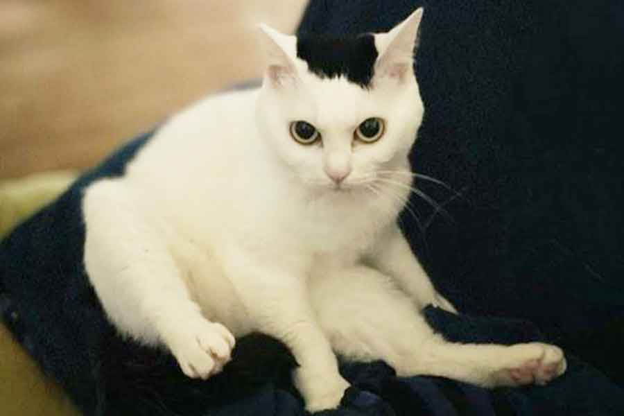 来客を察知したねこ【写真提供：おにぎり猫（@onigirinyans）さん】