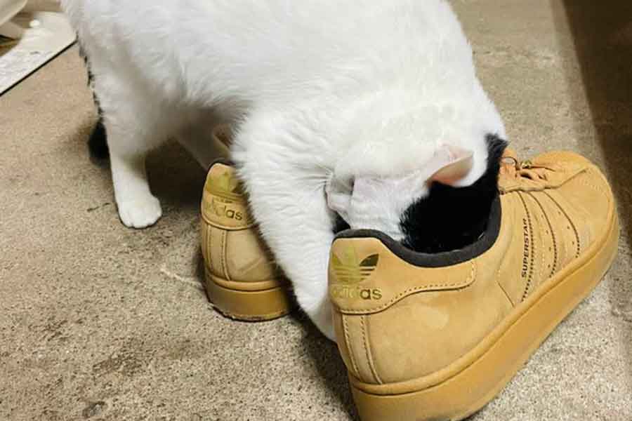 家を訪ねてきた友人の靴に頭を突っ込むぺーちゃん【写真提供：おにぎり猫（@onigirinyans）さん】