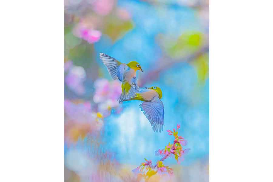 春の訪れを感じさせる一枚【写真提供:Kaori Hoshimoto(@_ka0ri)さん】