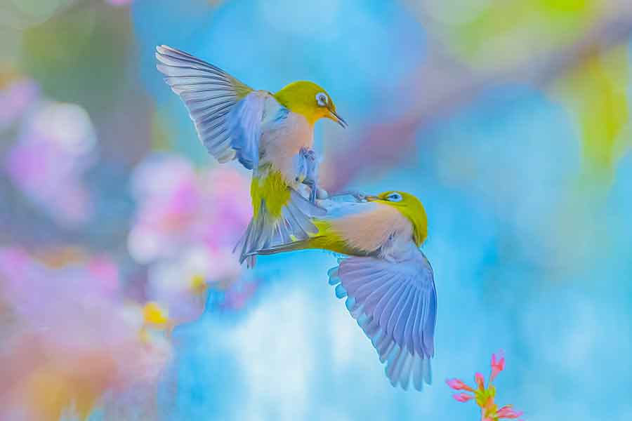 天使の化身だなあと毎年思います」 逆光で虹色に輝くメジロのペア 幻想