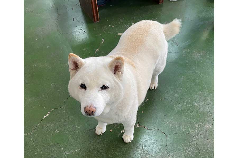 兵庫県加西市にあるガソリンスタンドで店長犬を務めるまつちゃん【写真提供：白柴まつ（@bankinmatu）さん】