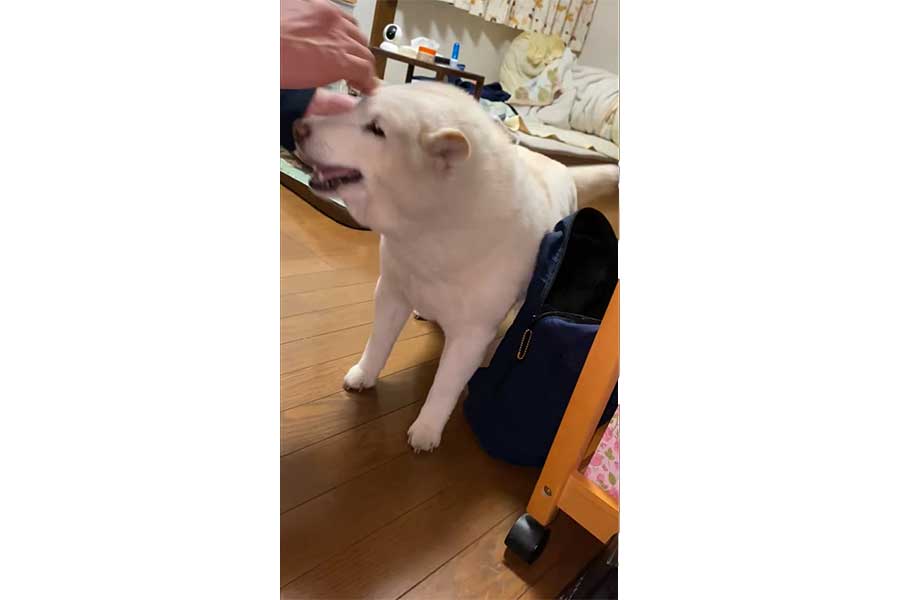 家族の帰宅に喜びを爆発させる、まつちゃん【出典：X（@bankinmatu）よりスクリーンショット】