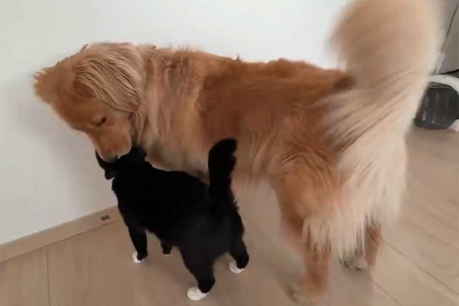 シッポを左右に大きく揺らしてうれしさを表現する、れも吉ちゃん【出典：X（@Lemochimame__s）よりスクリーンショット】