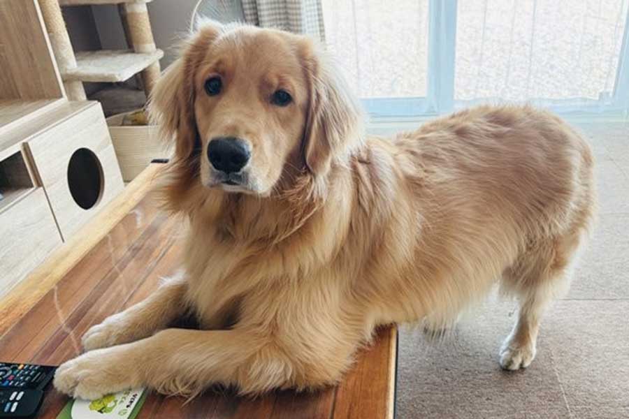 3匹のねこと暮らすゴールデンレトリーバーのれも吉ちゃん【写真提供：ゴールデンれも吉と3にゃんず（@Lemochimame__s）さん】