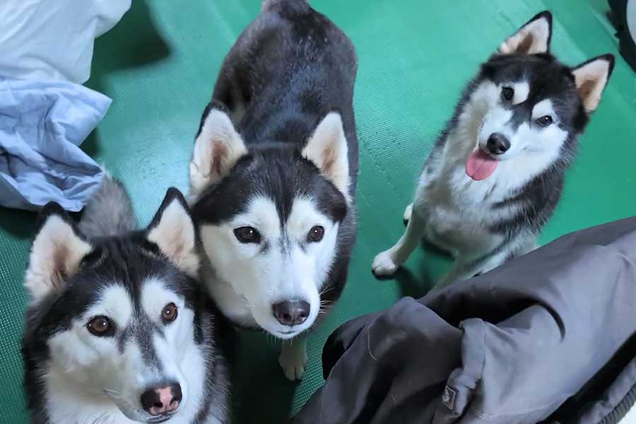 シベリアンハスキーの(左から)ルディちゃん、ローラちゃん、レイナちゃん【写真提供:okspecialmuseum(@okspecialmuseum)さん】