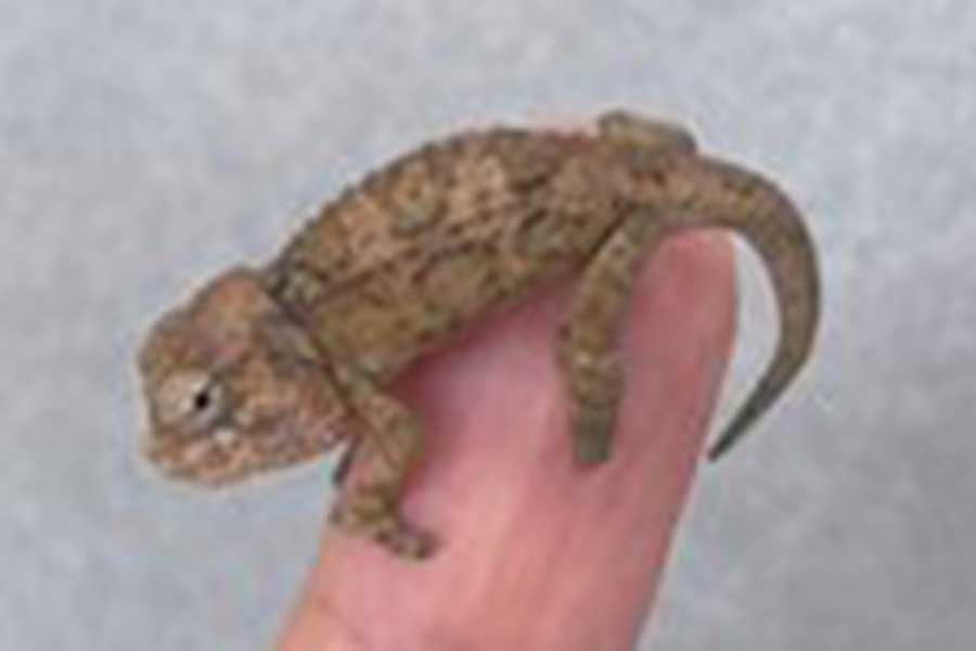 話題になったカメレオンの赤ちゃん【写真提供：yu-ki（@yu_kiguruguru）さん】