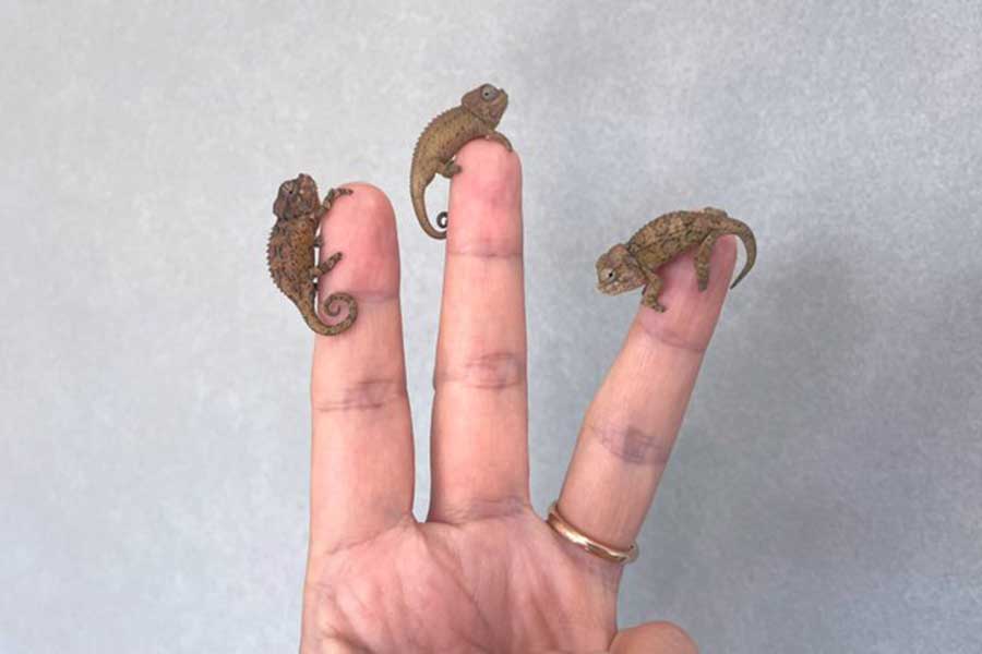 人の手と比べるとこの小ささ！【写真提供：yu-ki（@yu_kiguruguru）さん】