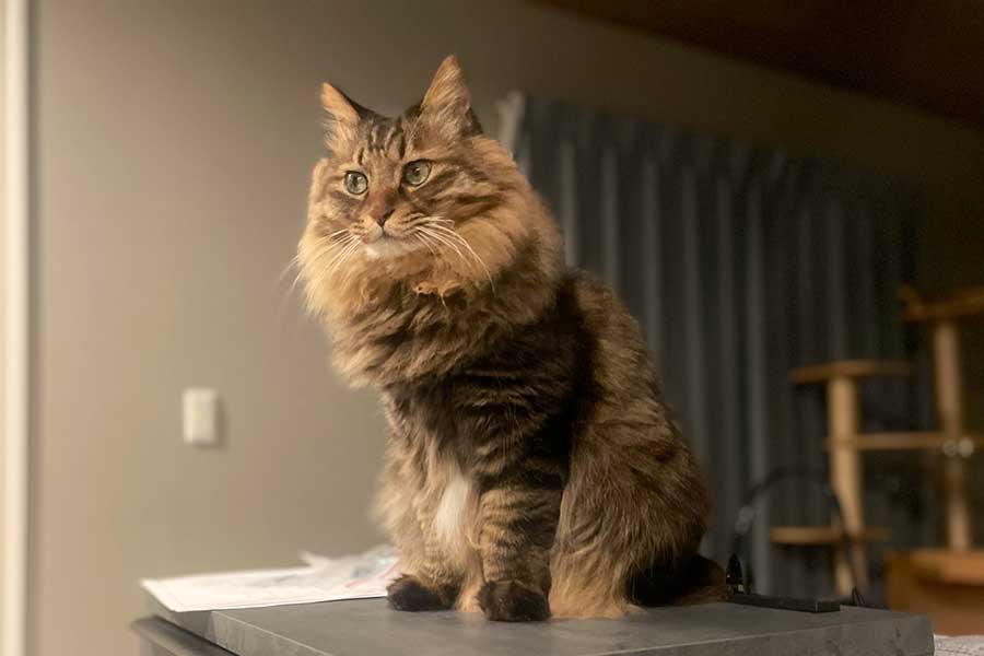 “カメレオン界の用心棒”を務めるyu-kiさんの愛猫【写真提供：yu-ki（@yu_kiguruguru）さん】