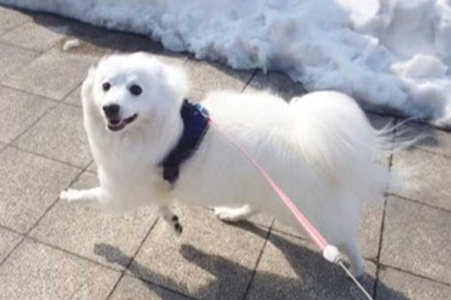 雪が積もっていても散歩を楽しむ楽くん【写真提供：くーさんママ（@kukuri_shibainu）さん】