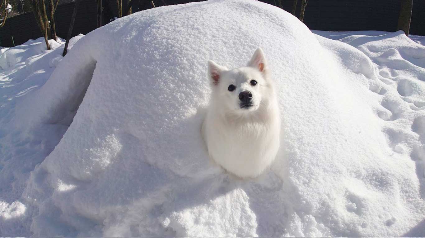 注目を集めた楽くんの写真【写真提供:くーさんママ(@kukuri_shibainu)さん】