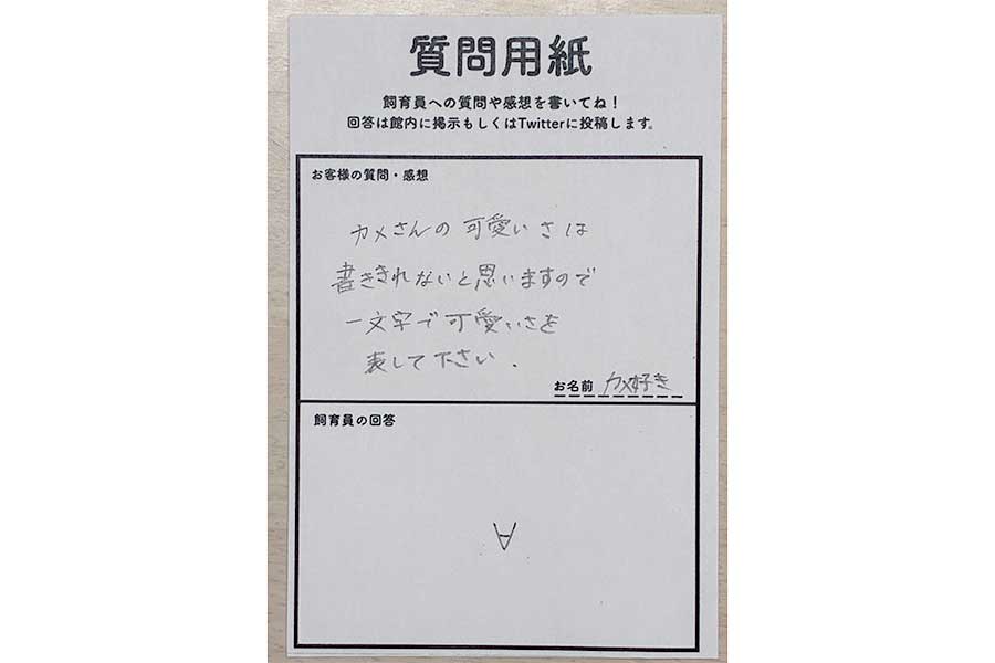 飼育員さんのセンスあふれる回答【写真提供：道の駅ウミガメ公園【公式】（@umigame_kouen）】