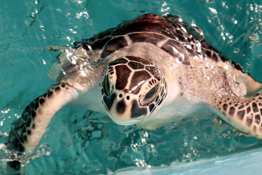 同施設で飼育されているウミガメ【写真提供：道の駅ウミガメ公園【公式】（@umigame_kouen）】