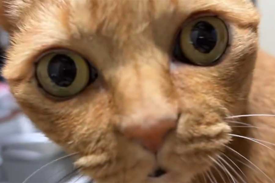 「えっ!?」ととぼけ顔のポン子ちゃん【出典：X（@yochin_tanaka）よりスクリーンショット】