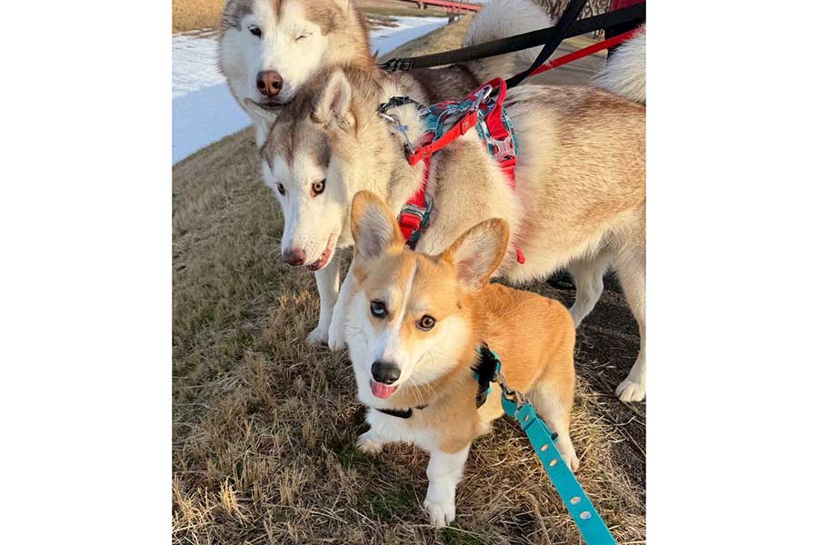 仲良しな（上から）ナイトくん、アイリスちゃん、えびす丸くん【写真提供：アイリス＆ナイト父娘（@irislady_husky）さん】
