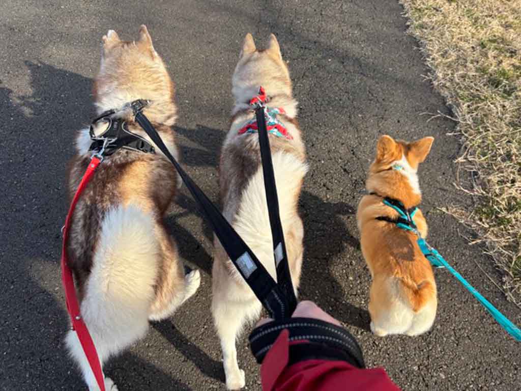 並んで散歩する（左から）ナイトくん、アイリスちゃん、えびす丸くん【写真提供：アイリス＆ナイト父娘（@irislady_husky）さん】