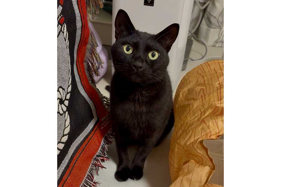 こちらを見つめるうにちゃん【写真提供：うおおお（@UOOO_uni_oishi）さん】