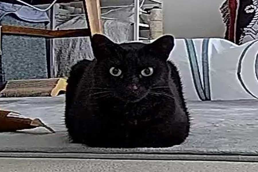 四角い姿でこちらを見つめるうにちゃん【写真提供：うおおお（@UOOO_uni_oishi）さん】