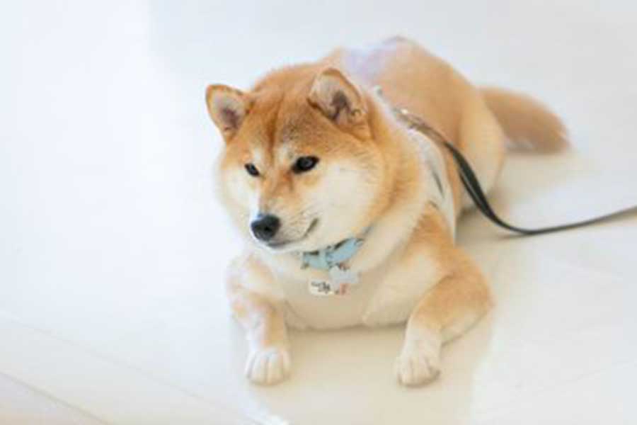 アンニュイな表情のちびこちゃん【写真提供:柴犬ちびこ(@chibi_and_co)さん】