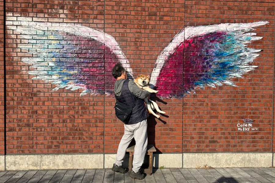 “虚無顔”を見せるちびこちゃん【写真提供:柴犬ちびこ(@chibi_and_co)さん】