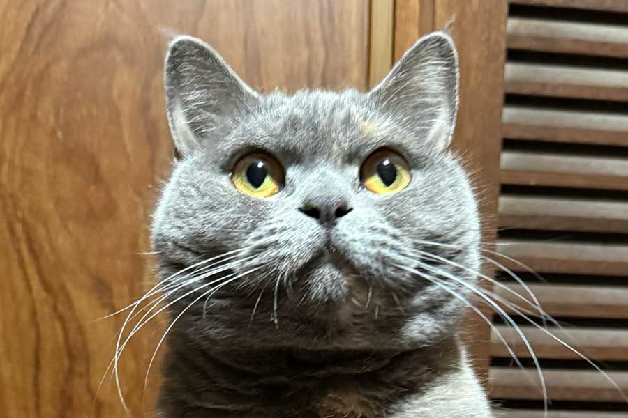 「さぁ、お腹を触りなさい」→愛猫の“へそ天”に誘われ…飼い主の悲劇に反響「我が家では『罠』って呼んでます」「お触りは厳禁です」