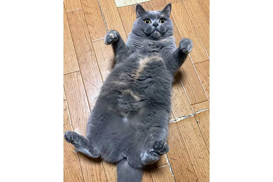 “へそ天”するうにちゃん【写真提供：まそっぷ（@kmnrid_w）さん】