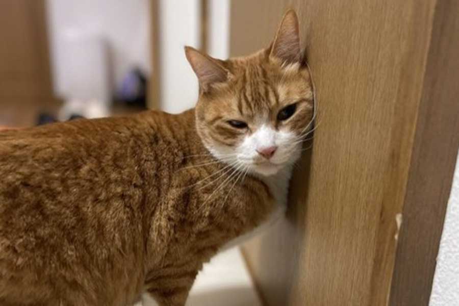 耳をすますココちゃん【写真提供:スペイクリニック北九州/行橋/宮若(@Spaykitaq)】