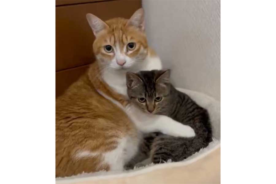 「誰にも渡さない!」と目で訴えているかのよう【出典:X(@Spaykitaq)よりスクリーンショット】