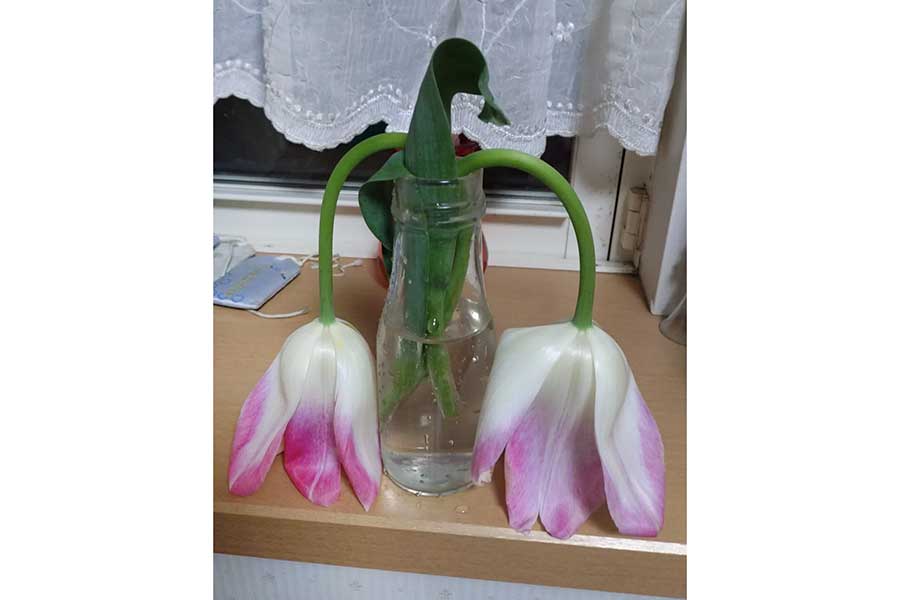 しおれてしまったチューリップ【写真提供:鮫のママ(k0selnomama)さん】