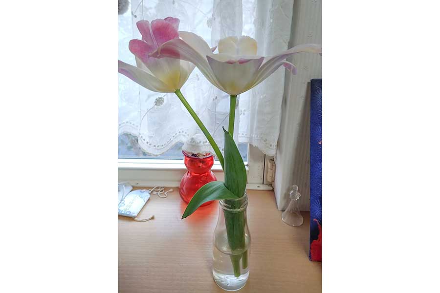 見事に復活したチューリップ【写真提供:鮫のママ(k0selnomama)さん】