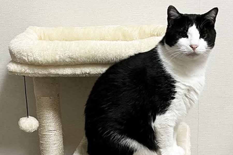 キャットタワーデビューを果たしたミチくん【写真提供：hedgehog（@hedgehogloves）さん】