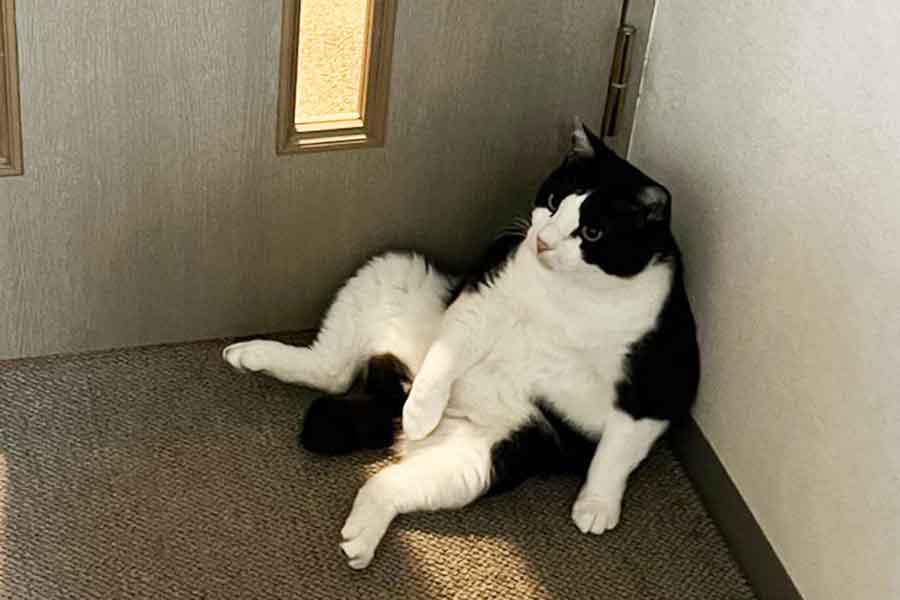 “おっさん座り”が完全に決まっているミチくん【写真提供:hedgehog(@hedgehogloves)さん】