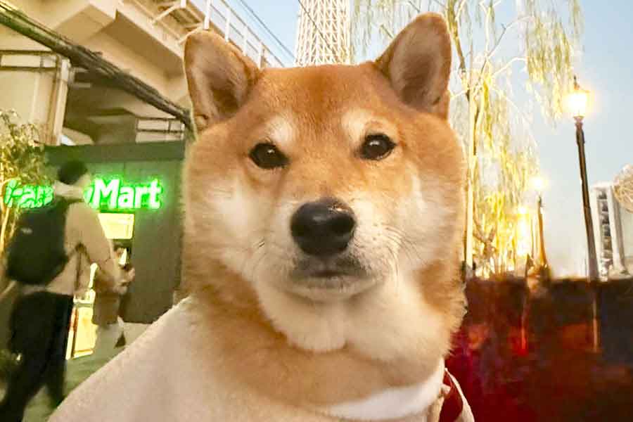 飼い主さんとのおでかけを楽しむ柴犬【写真提供:柴犬茶々麻呂之介(@chachamarock)さん】