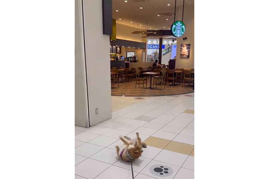 スタバを前に駄々をこねる茶々麻呂之介くん【出典:X(@chachamarock)よりスクリーンショット】