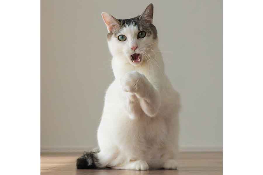 ふとした瞬間もかわいらしいジンくん【写真提供:小野一俊(@kazutoshi_ono_)さん】