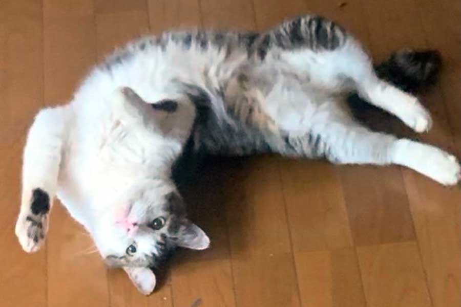 あざといポーズをするイチロー男爵くん【写真提供：まっちゃん（@hinodepictures）さん】