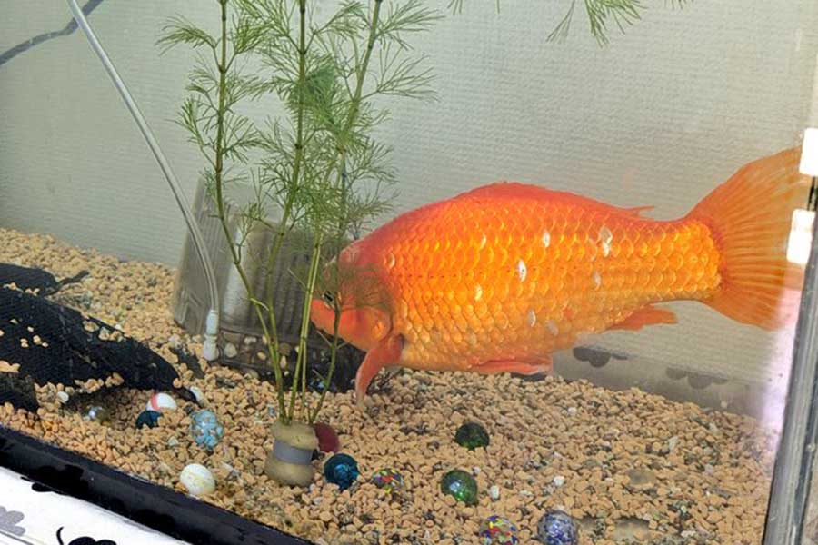 「その出社本当に必要か？」　水槽の隅から熱い視線を送る17歳の金魚　ほっこりコミュニケーションに7.2万“いいね”