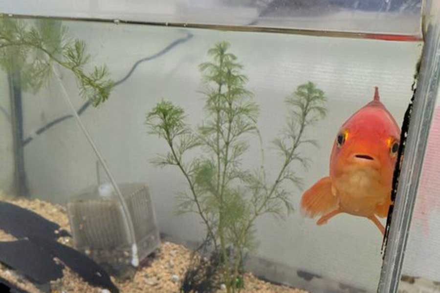 何かを訴えかけているかのような金魚さん【写真提供：明太子（@wakinmakka）さん】