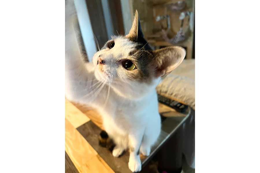 興味津々な様子のナゴミちゃん【写真提供:ここべ(@b9vqnfDqqh5hHY4)さん】