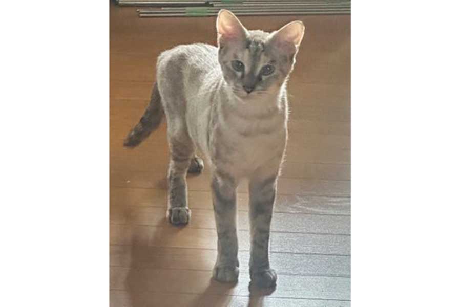 スラリとした体型のおこめちゃん【写真提供：@ss_mi15さん】