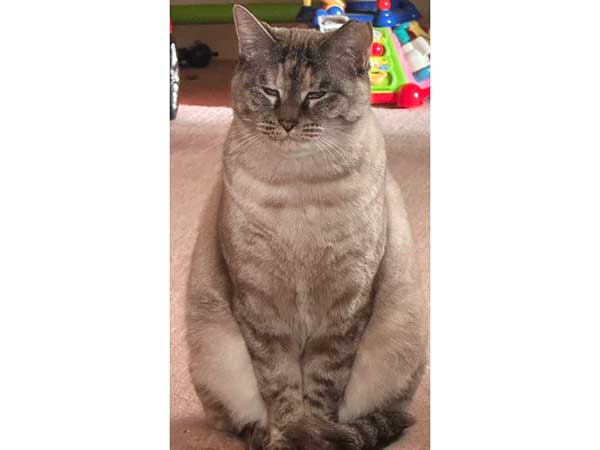 もっふりと成長したおこめちゃん【写真提供：@ss_mi15さん】