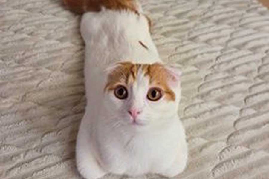 かくれんぼが上手なミックくん【写真提供:今日と、セラ、ミック(@sera230813)さん】