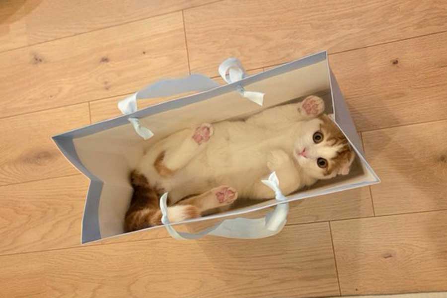 上手に隠れているつもりのミックくん【写真提供:今日と、セラ、ミック(@sera230813)さん】