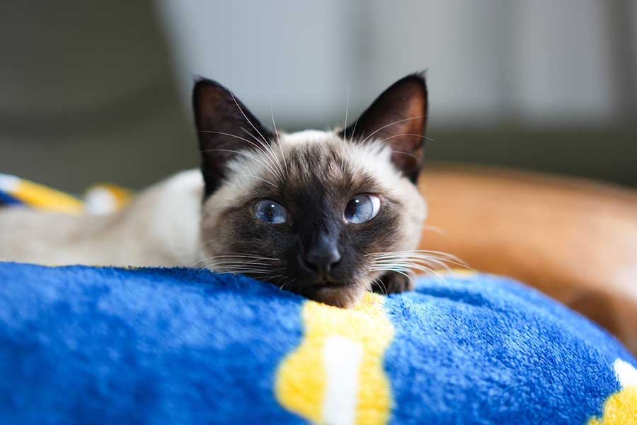 かわいらしいすずりちゃん【写真提供：すずり（@suzu_onikuha）さん】