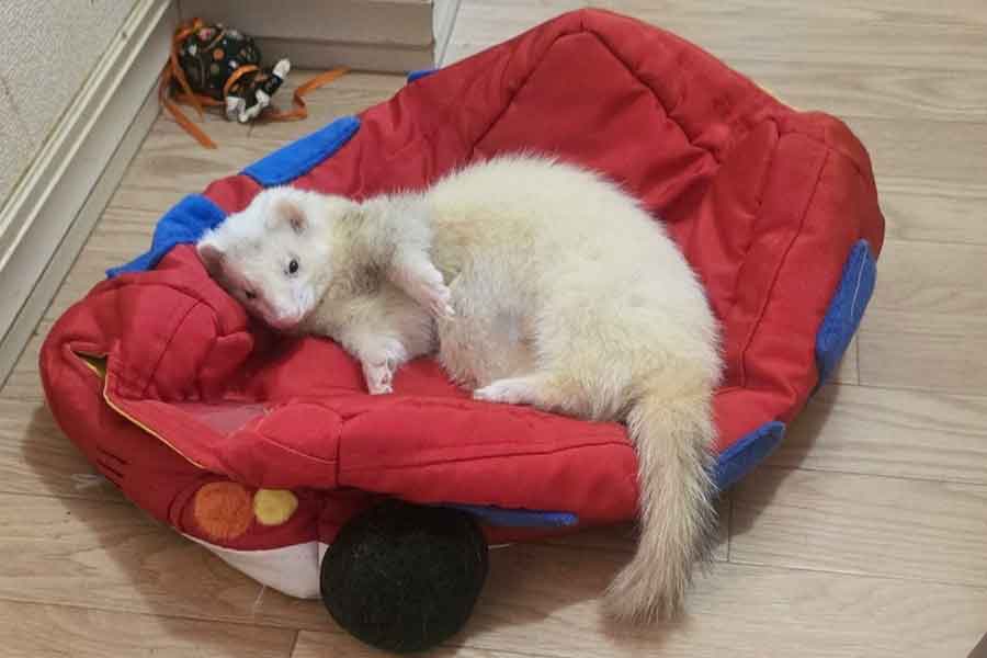 バスモチーフのベッドで眠るフェレット【写真提供：あたん（@nina00877187）さん】